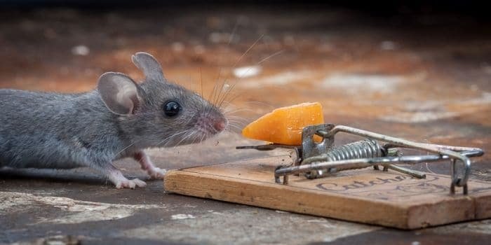 https://thereviewgurus.com/wp-content/uploads/2016/05/mousetrap.jpg