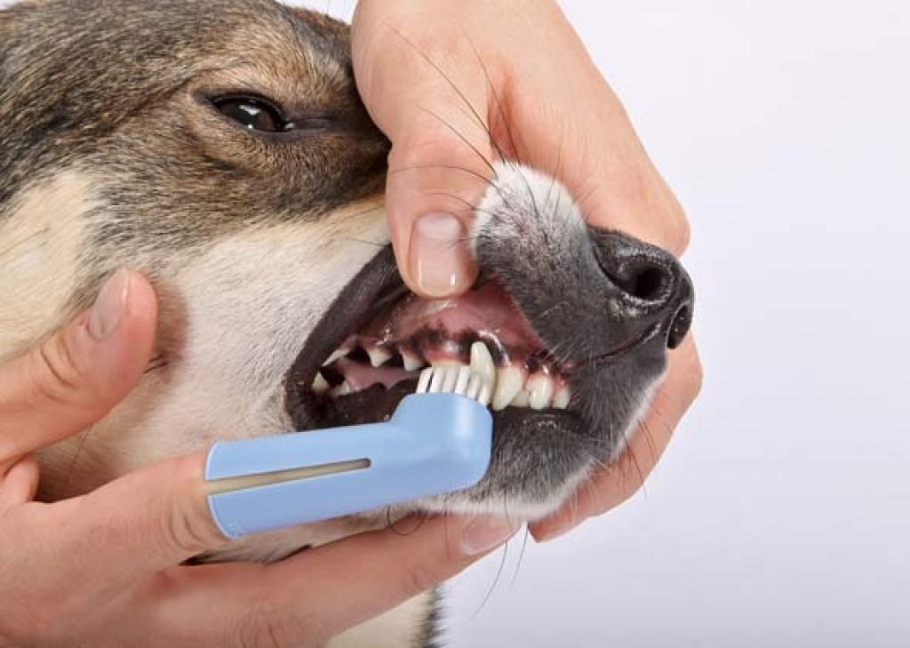 Как правильно чистить зубы собаке в домашних условиях с фото пошагово