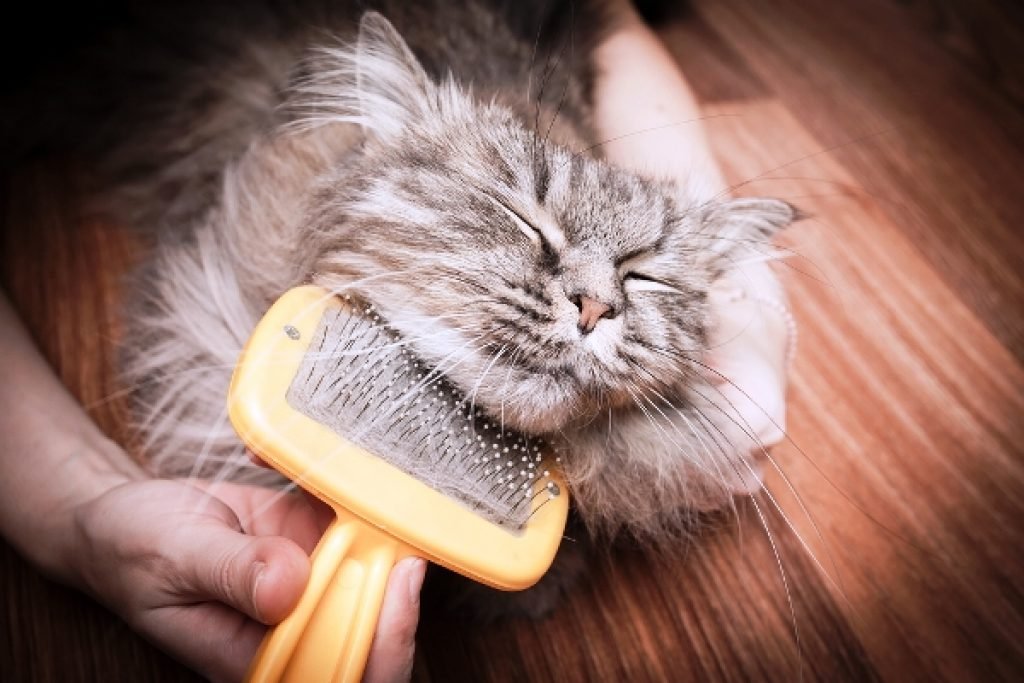 best brush for medium hair cat