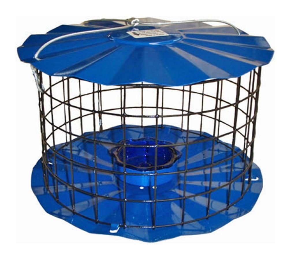 Best Bluebird Mealworm Feeder - Top 5 Detailed Reviews | TheReviewGurus.com